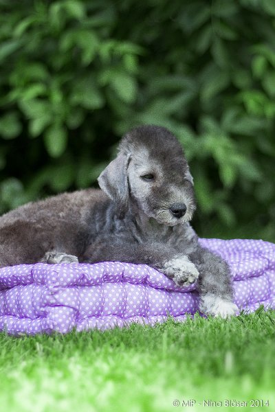 2014-07-03 Cherry-6912.jpg